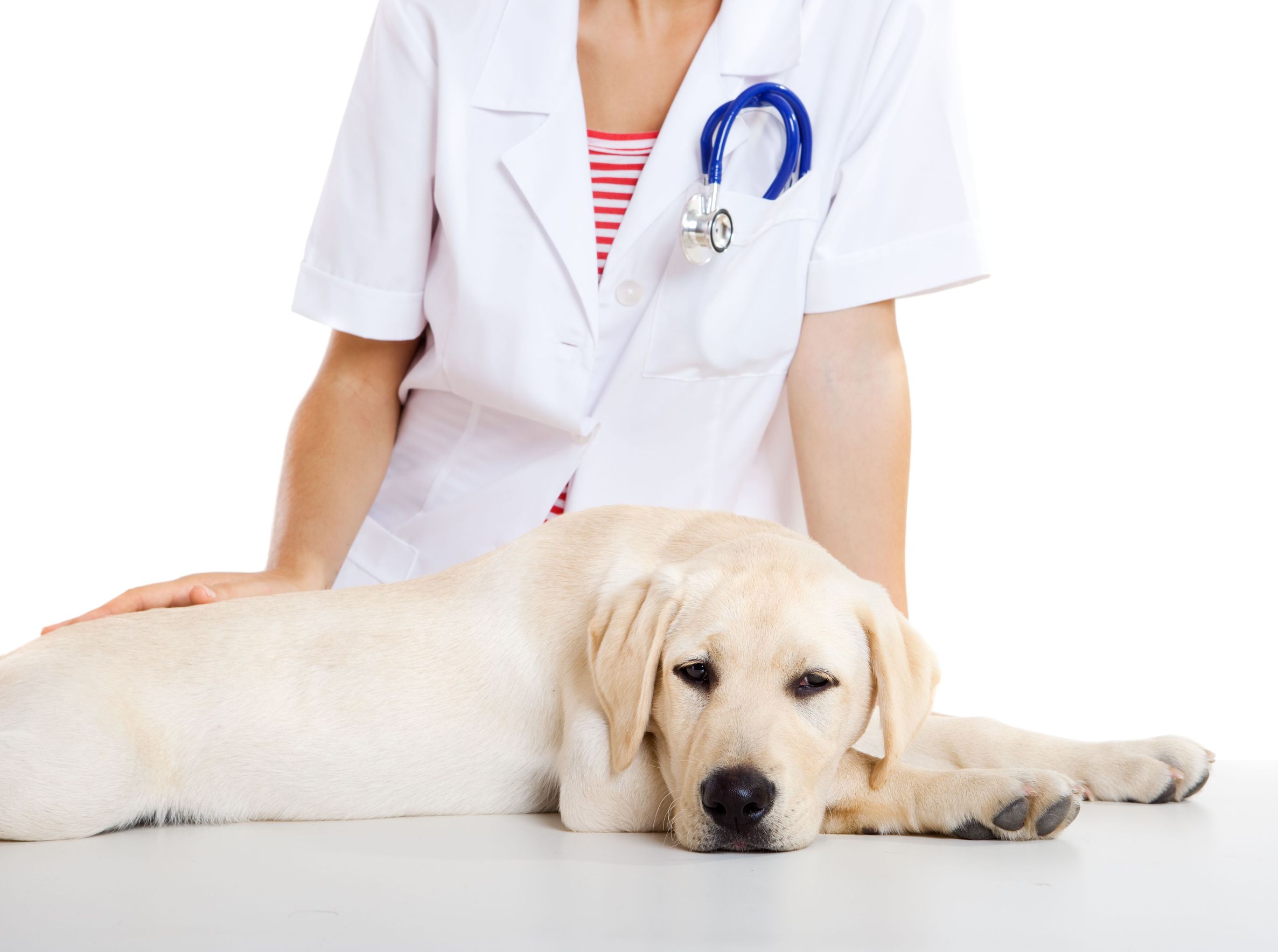 Reasons To Visit A Pet Clinic in Murrieta CA