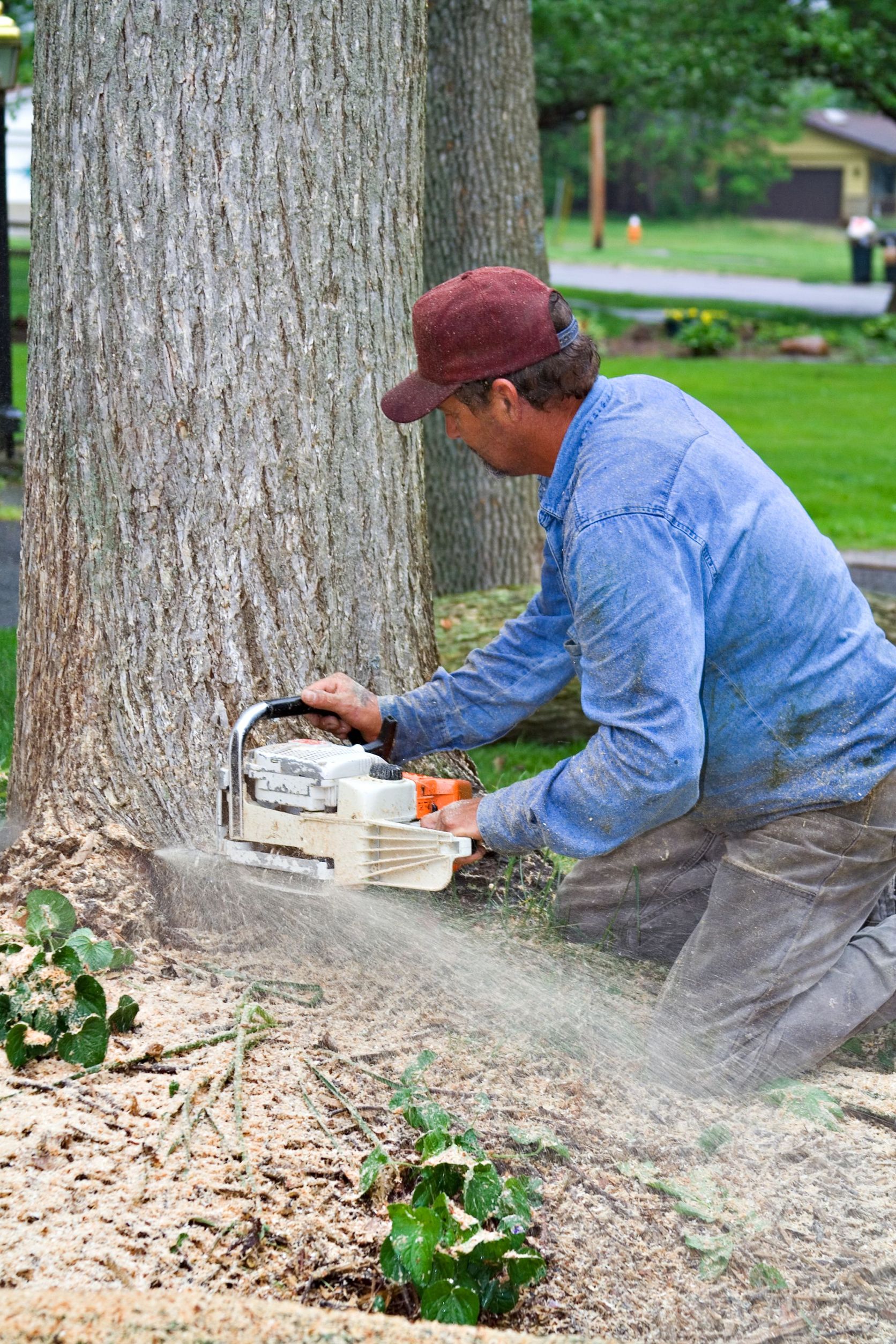 Get Help with Expert Tree Removal in Arlington