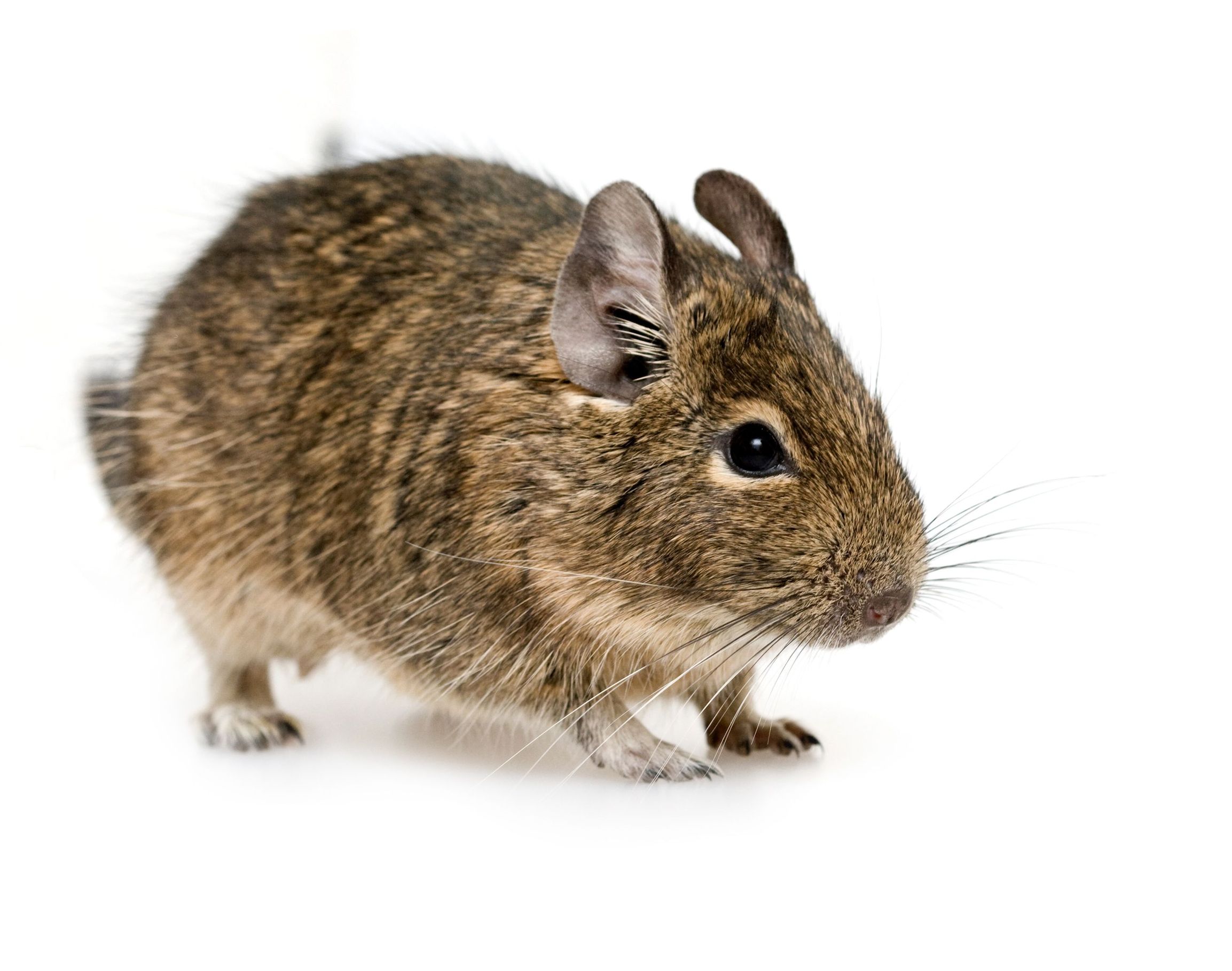 Pack Rat Damage? A Rodent Control Company in Saugus MA Can Eliminate Them