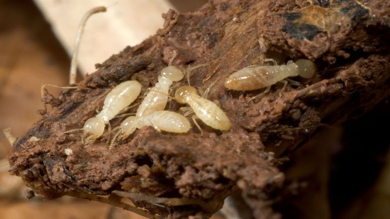 Company That Does Termite Removal in Pasadena Identifies Signs of Termites