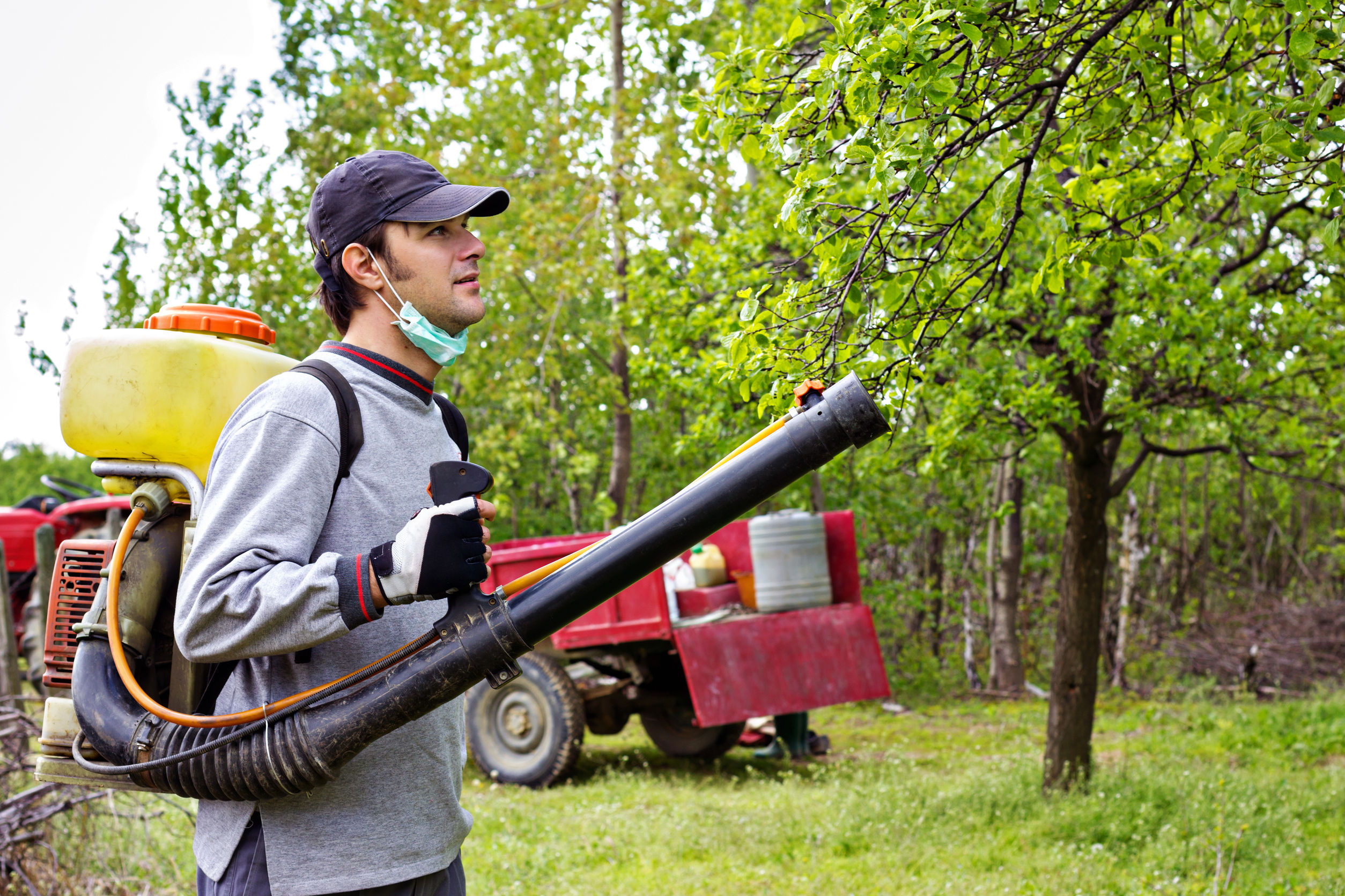 Easy Steps For Skunk Removal in Reynoldsburg