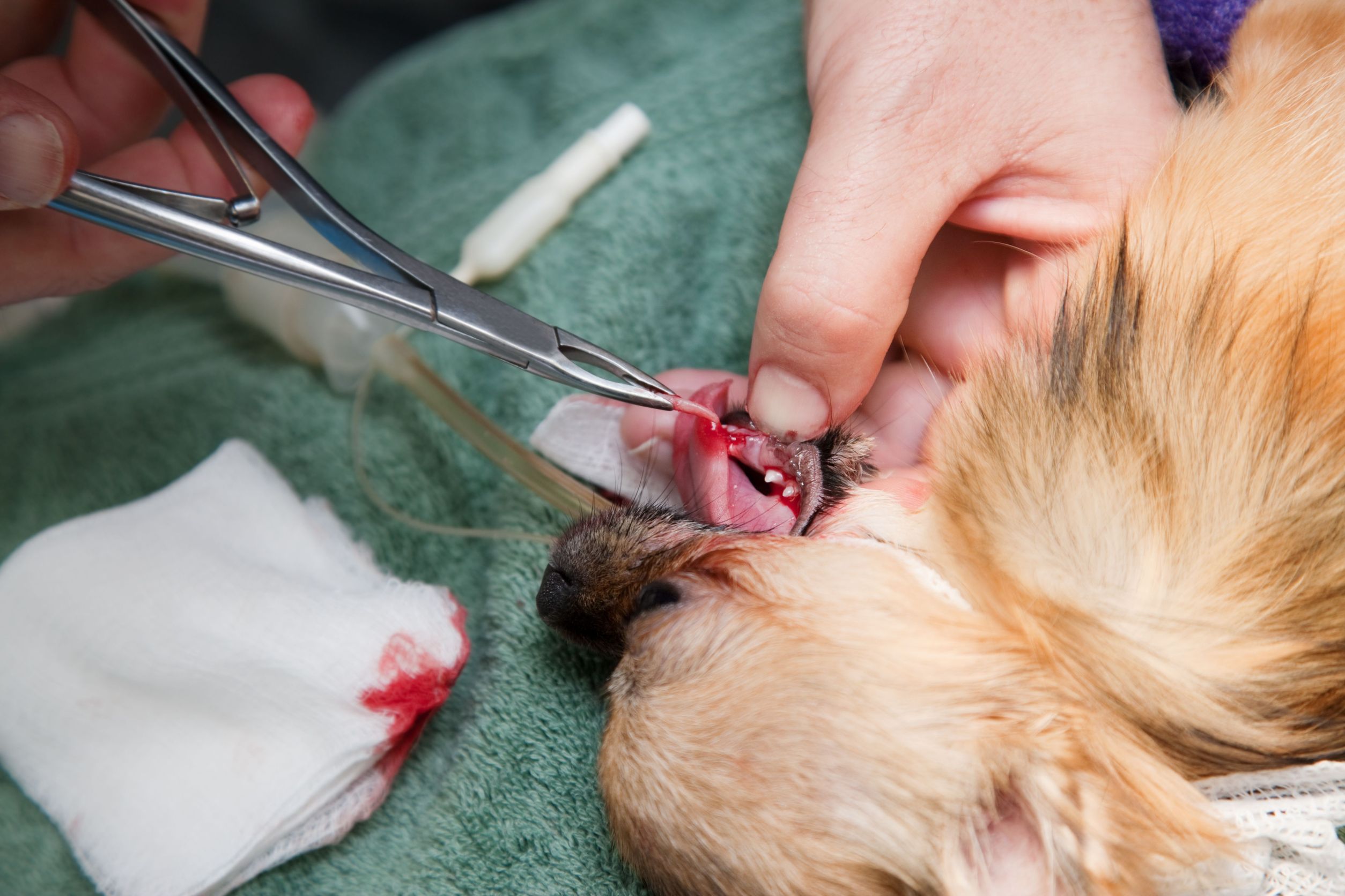 Three Foods That Can Send Dogs to an Animal Medical Center in Alexandria, VA