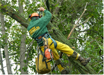 Selecting a Boston Tree Removal Service For A Home or Business