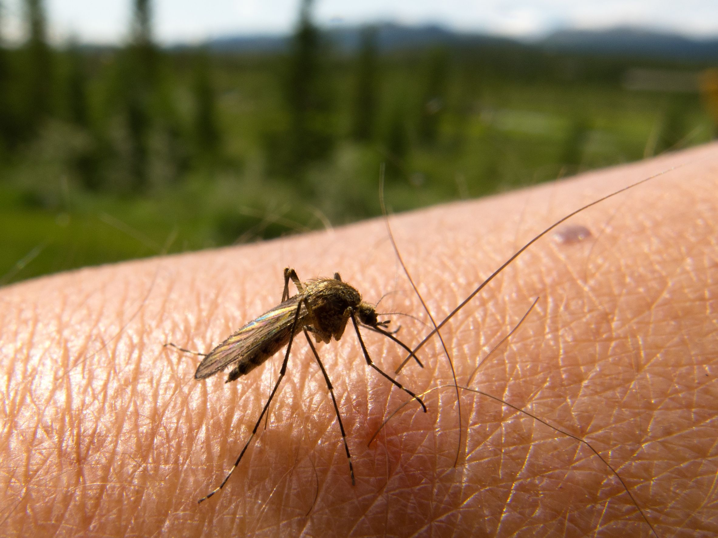 Does Your Home Need Affordable Mosquito Control Services?