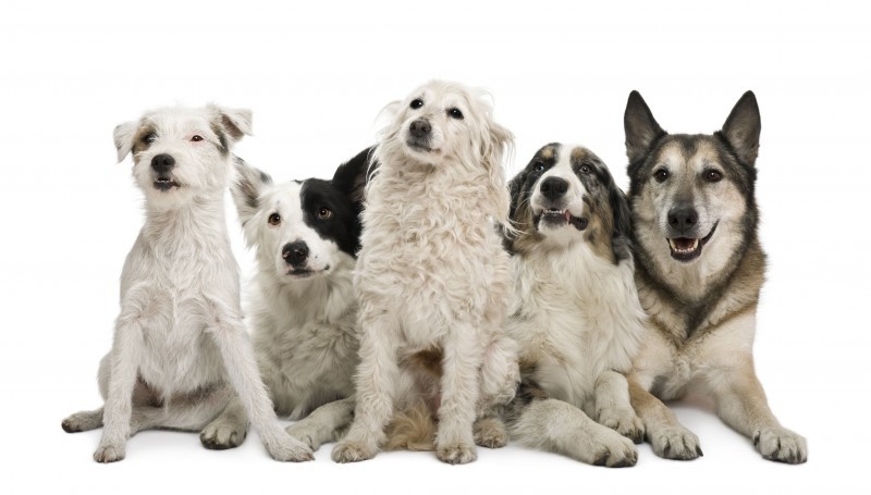 Advantages And Disadvantages Of Dog Boarding In New York