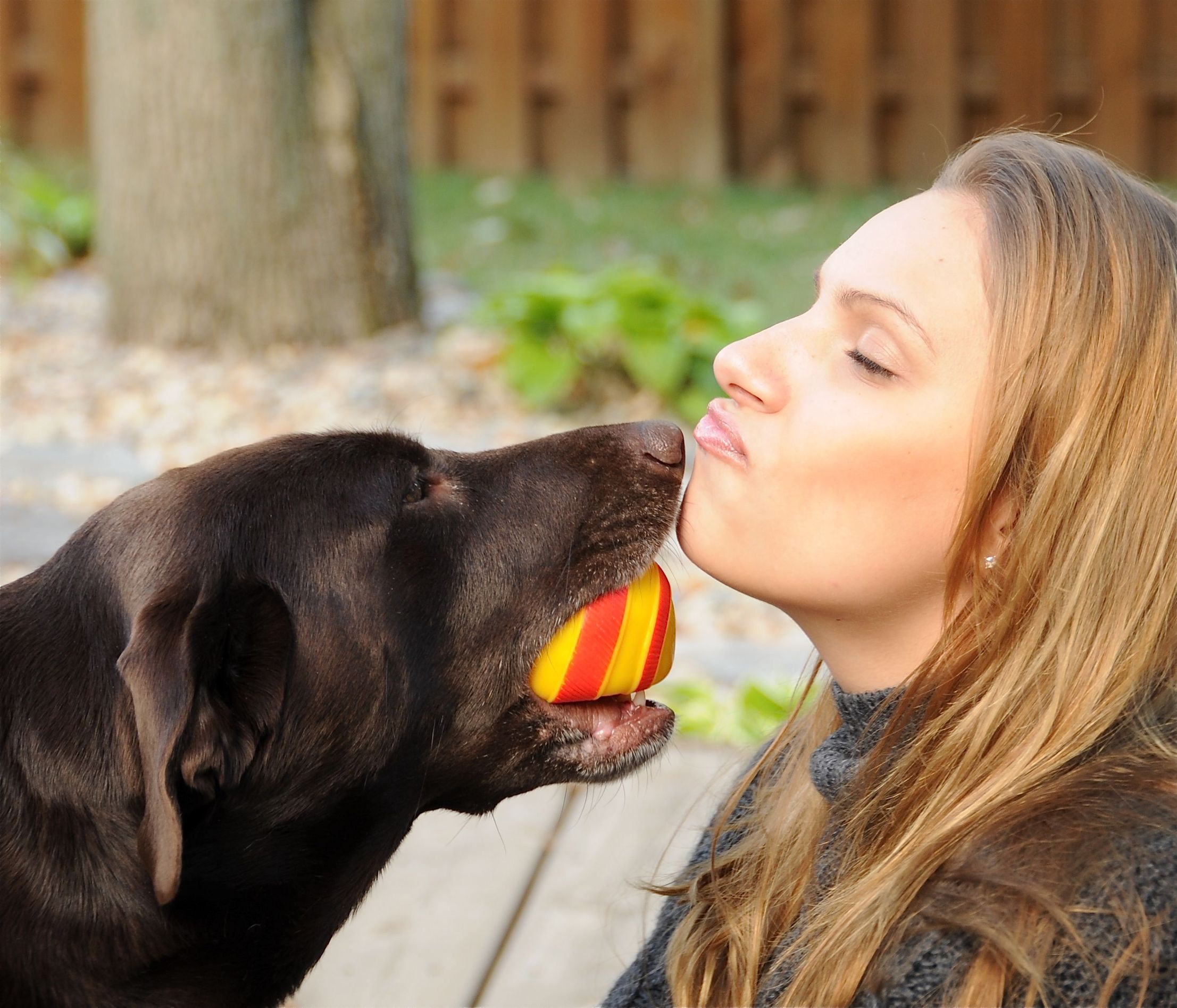 Board And Train Dog Training in Kansas City, KS: Achieving Obedience And Behavioral Mastery With Expert Guidance