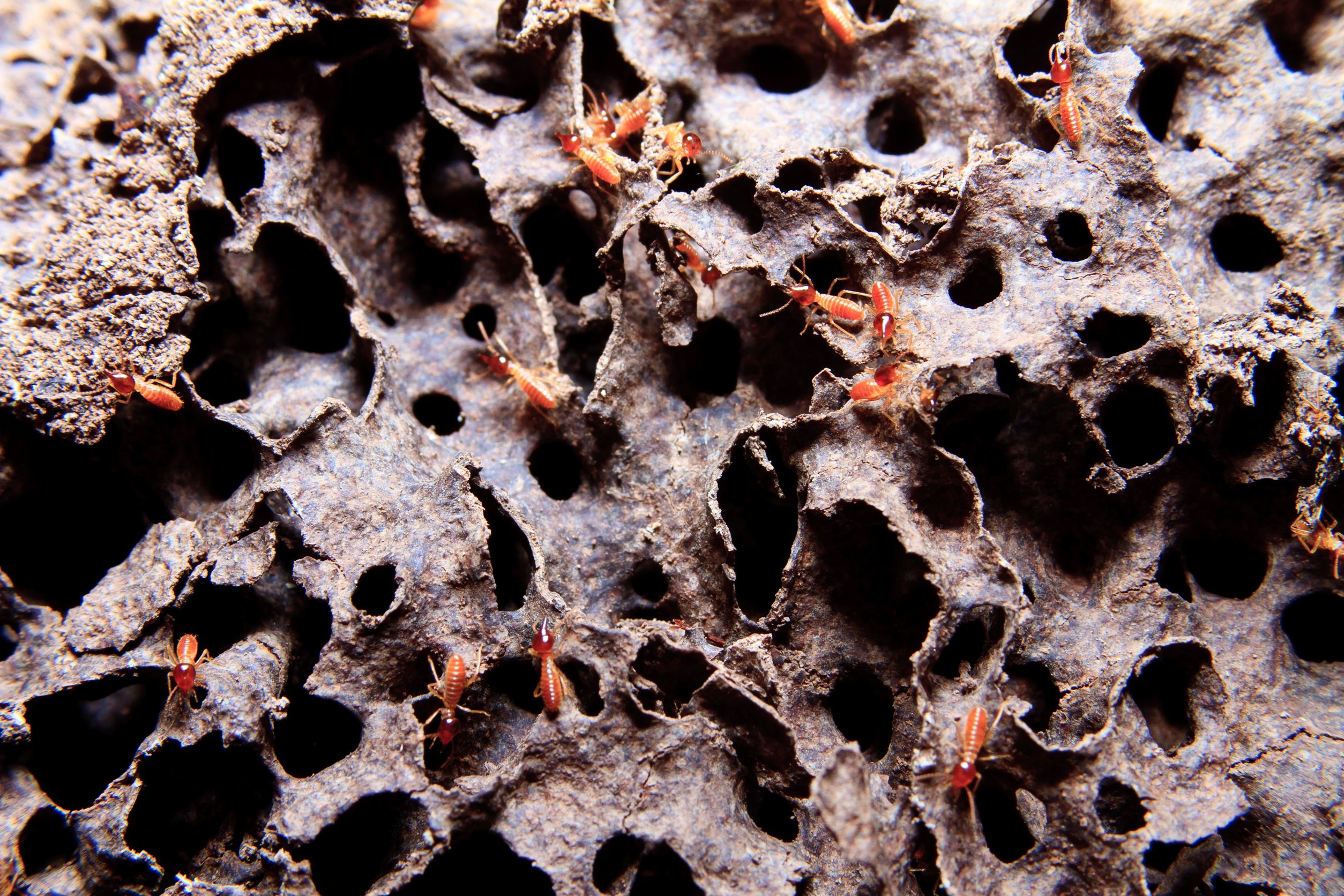 Pest Control Services in Jackson NJ Eliminate Large Stinging Insect Nests Built in Hidden Places