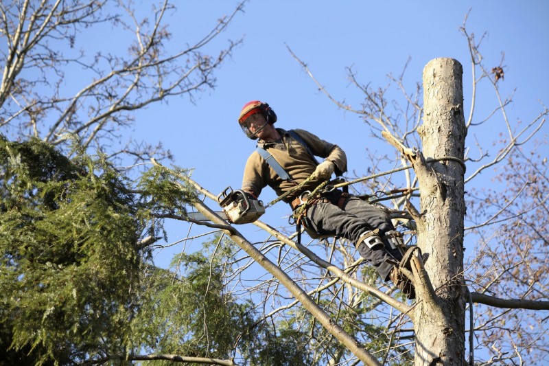 Hire a Professional Regarding Tree Removal in Kihei