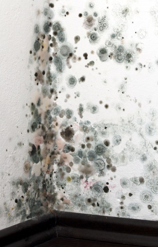 How a Mold Damage Restoration Service Conquers a Common Problem