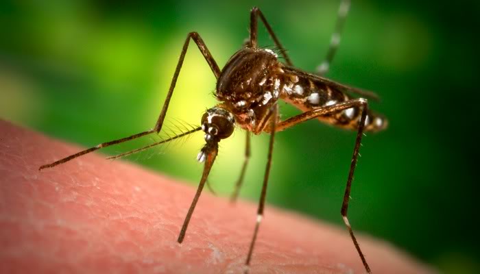 Are You Feeling the Bite of Swarming Mosquitoes in Middletown NJ?