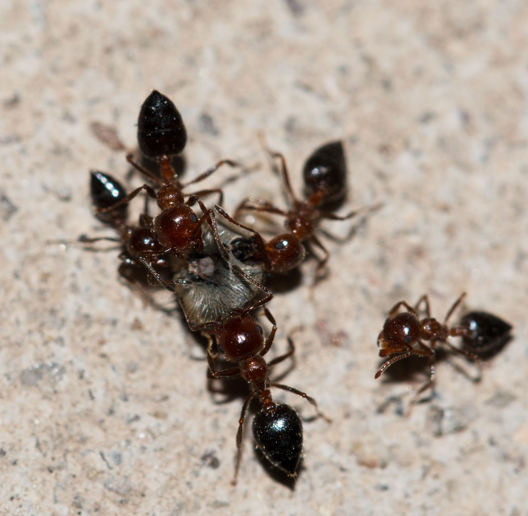 Tips for Dealing With Carpenter Ants in Freehold, NJ