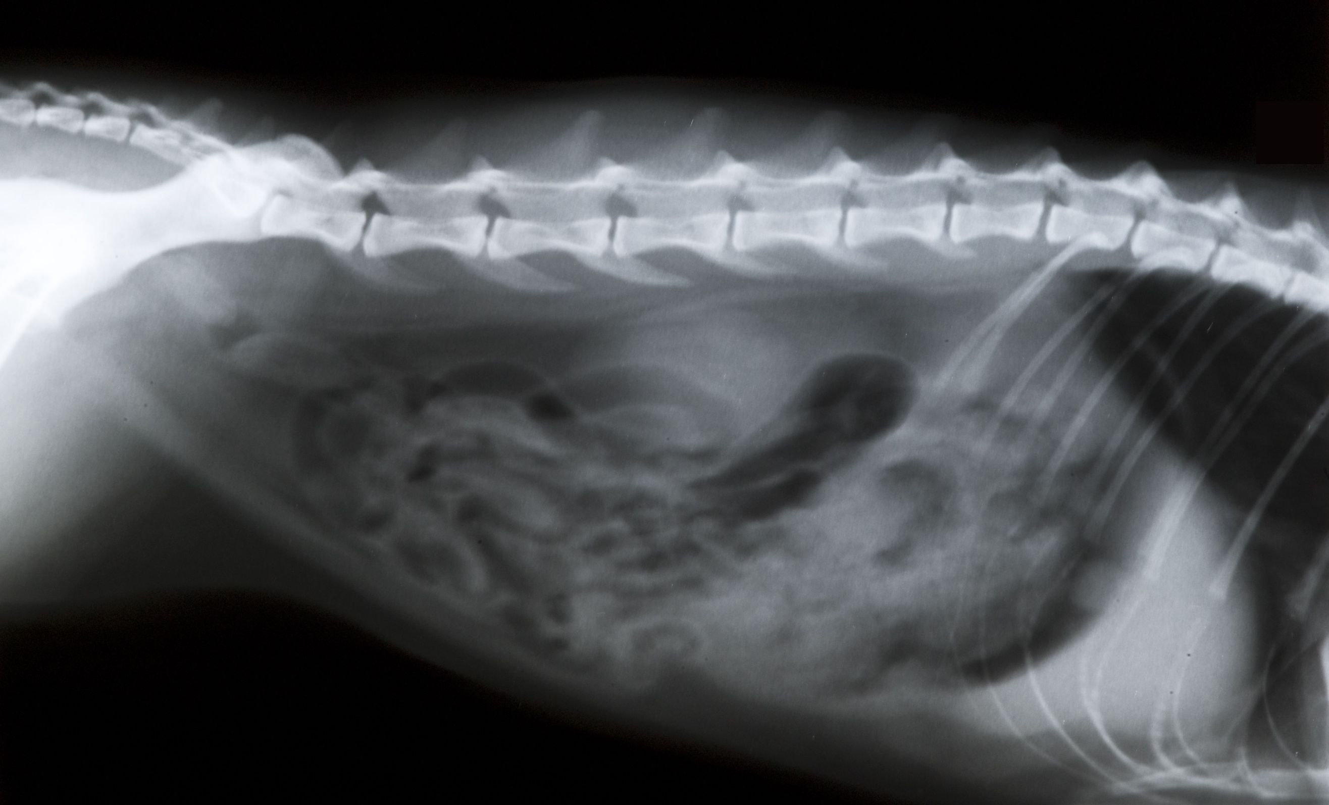 Animal X-rays Enable Veterinarians to Better Treat Patients