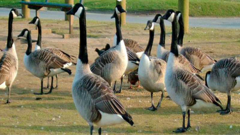 Effective Tactics for Geese Removal in Columbus, OH