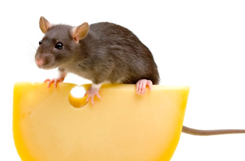 Tips to Help with Rodent Removal in Baltimore MD