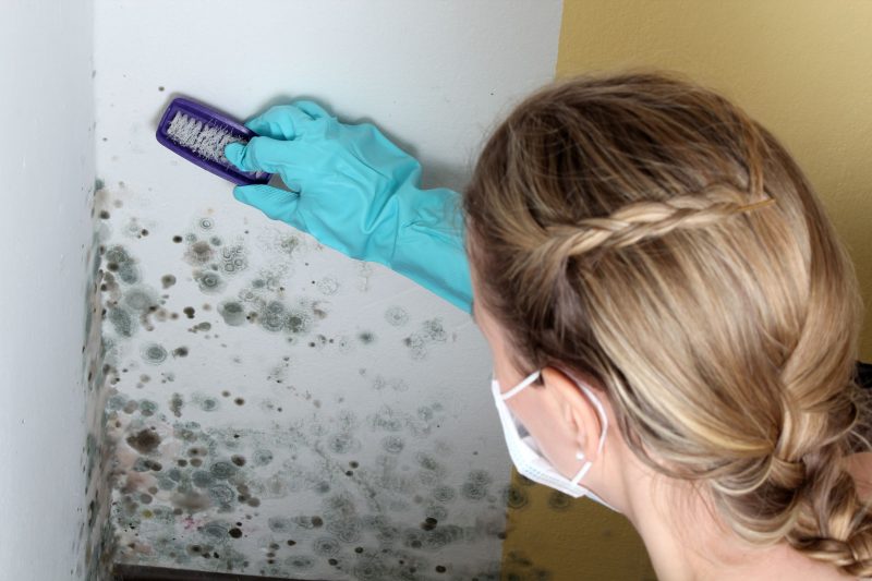 Why Commercial Property Owners Need Mold Detection Services in Ashburn, VA