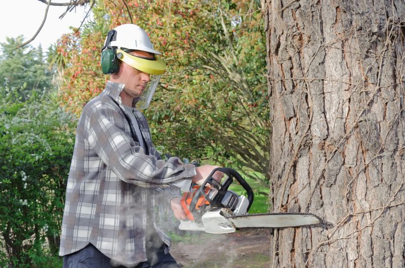 Signs It’s Time For Tree Removal in Arlington