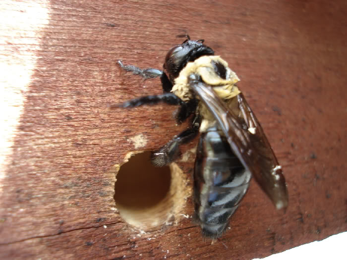 Signs a Home is Infested With Carpenter Ants in Middletown, NJ