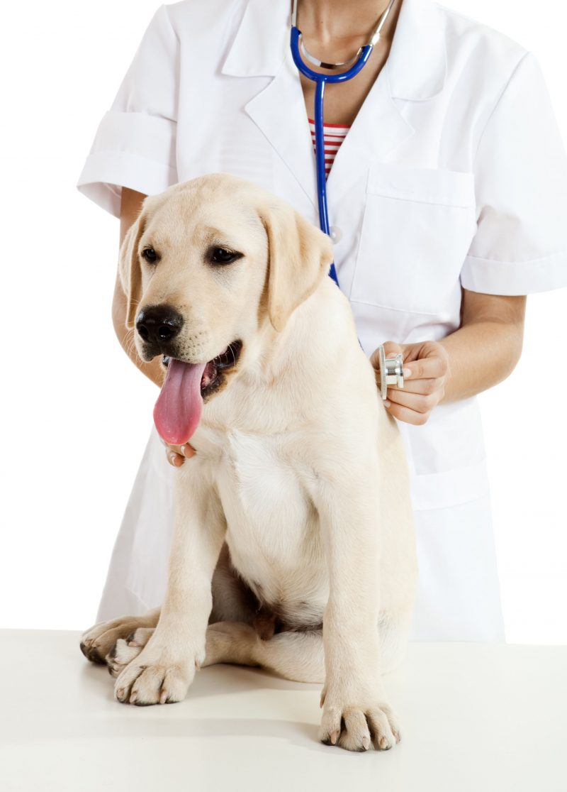 Animal Medicine in Gulfport, MS Includes Laser Therapy for Arthritis Pain