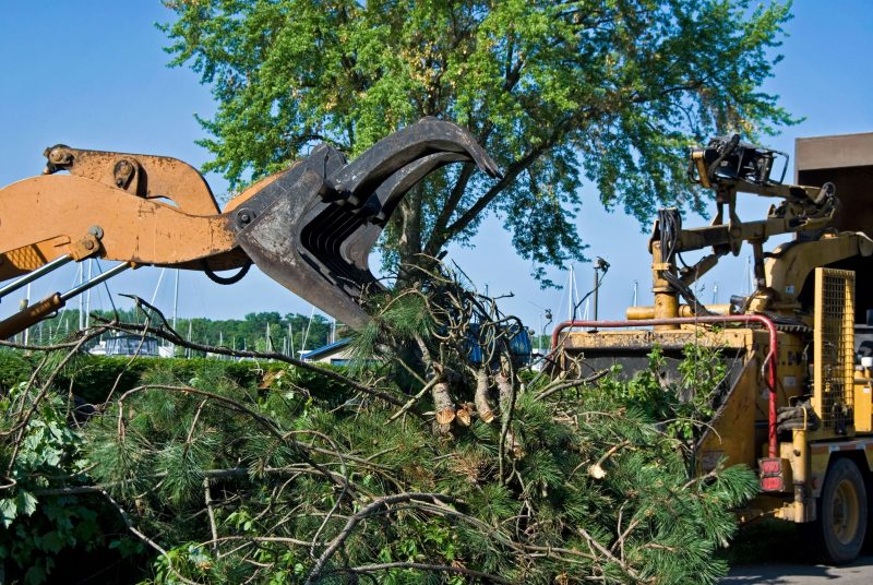 Protecting the Aesthetic Beauty and Practical Benefits Provided by a Tree with a Tree Service in Arlington