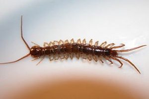 Learning About Household Centipedes in Marlboro, NJ