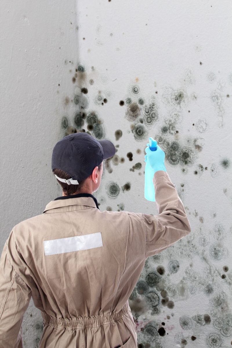 Does Your Home Need Mold Removal in Alexandria VA?