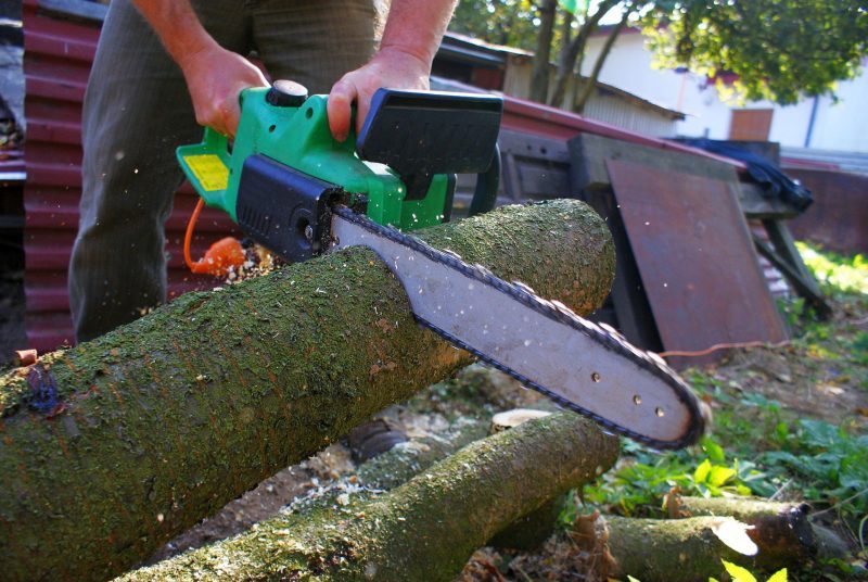 Why You Might Need Tree Removal in Kihei