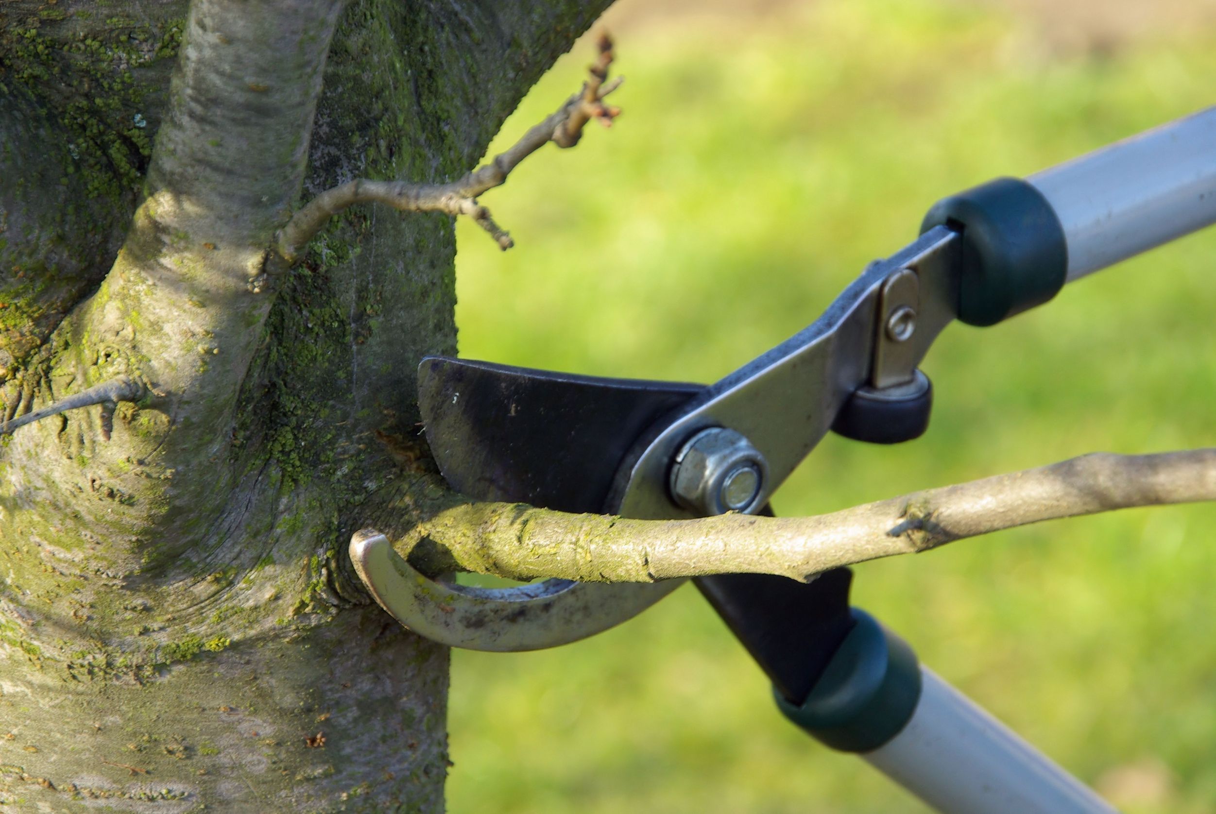 Steps Necessary To Complete Evergreen Tree Pruning In Somerville Prior To Decorating Branches