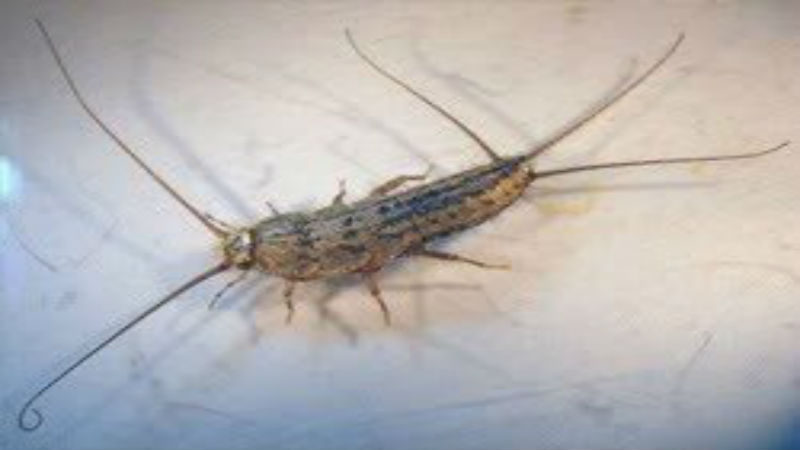 Professional Control of Silverfish in Marlboro, NJ and Other Bothersome Pests