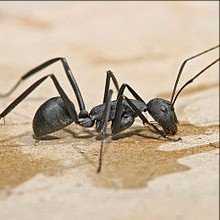 What Should Homeowners Know About Carpenter Ants in Jackson NJ?