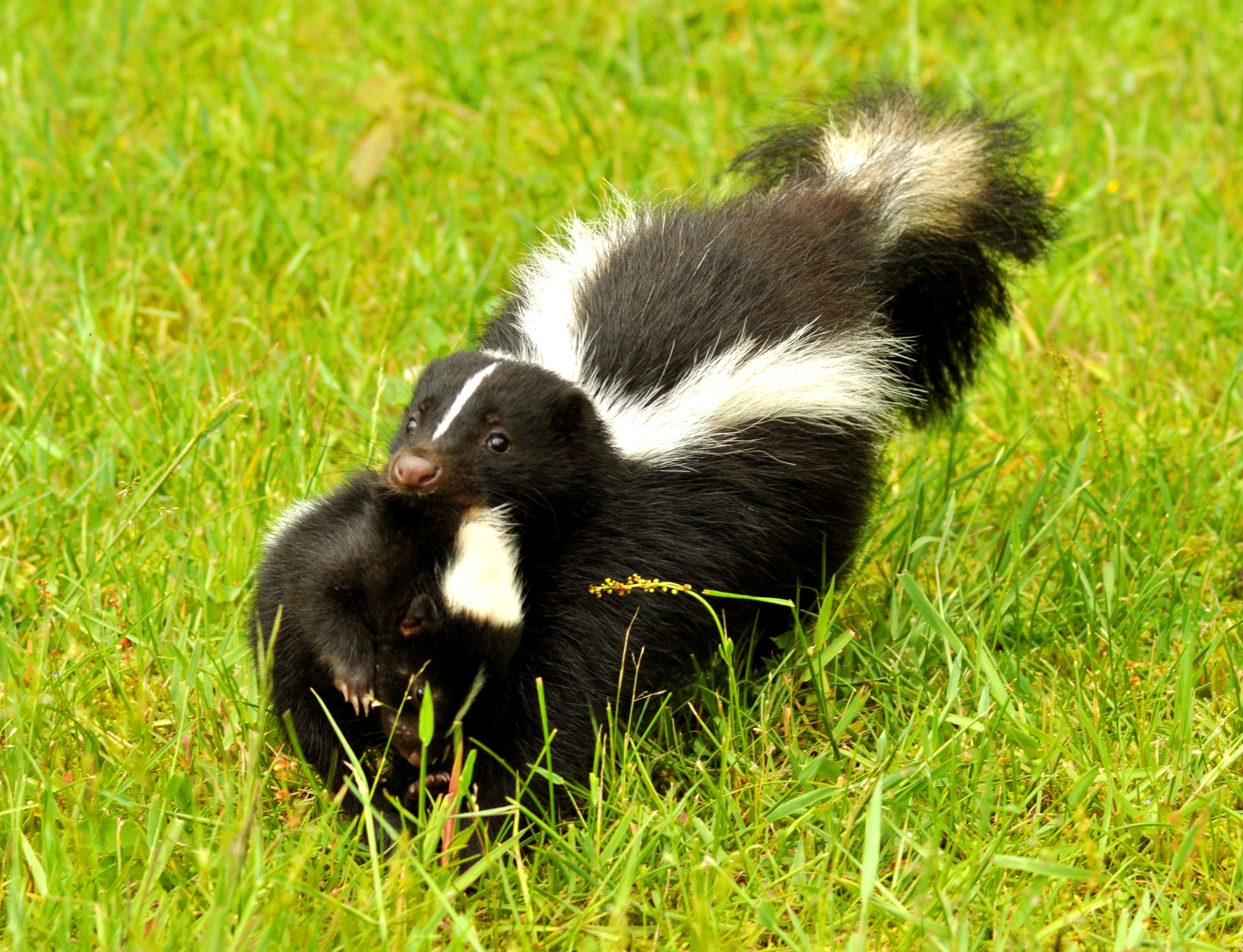 Why It’s Crucial to Choose Professional Skunk Removal in Dublin OH