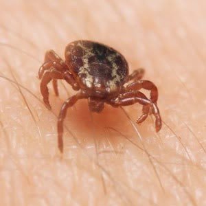 How to Get Rid of Ticks in Marlboro NJ