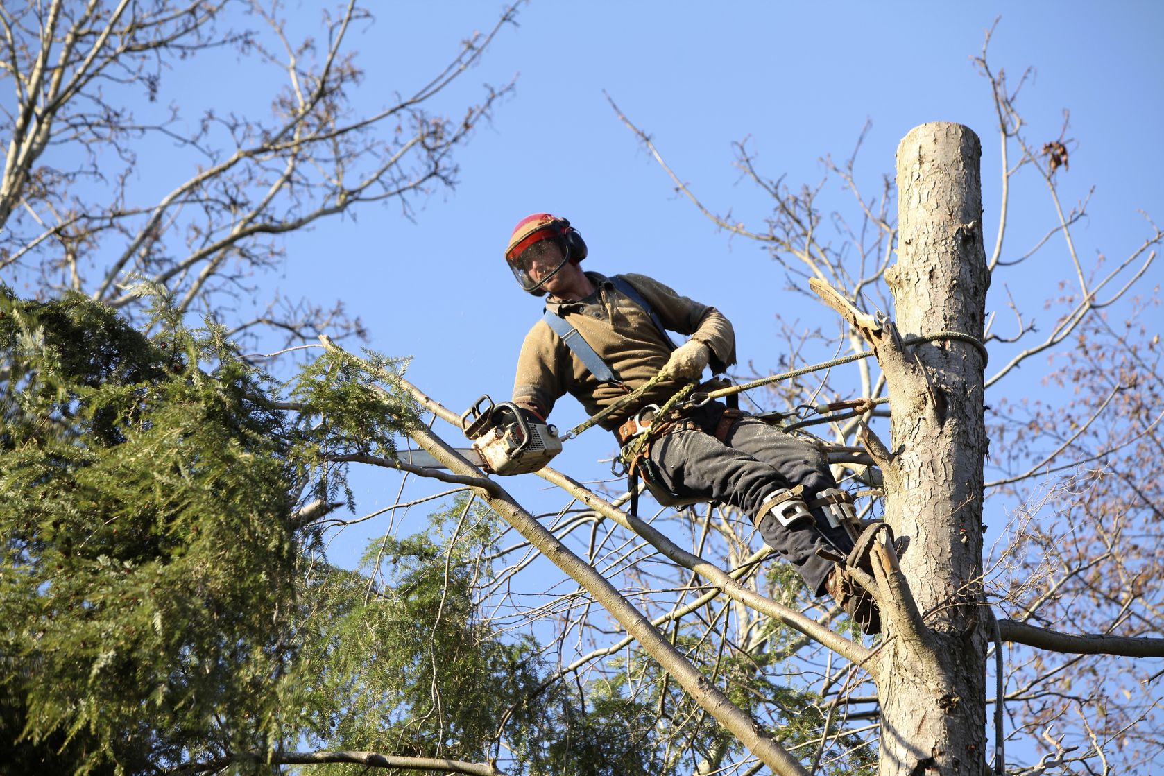 Get a Great Deal on Long-Term Tree Maintenance in Oahu, HI