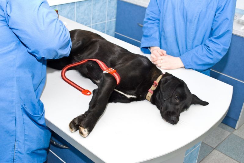 Three Medical Emergencies Requiring The Care Of A Licensed Veterinarian In Alexandria, VA