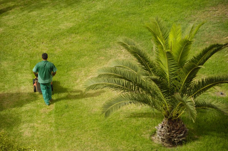 Emerald Zoysia in Houston, TX: Experts Help You Have a Great Lawn