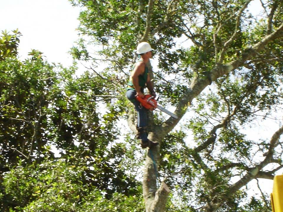 Tree Pruning in St. Augustine, FL Keeps Trees Looking their Best