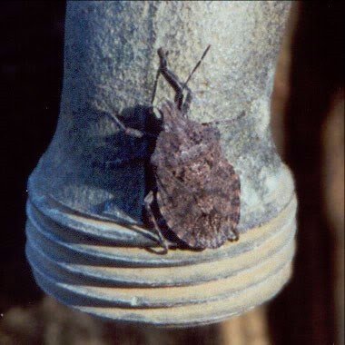 Are You Tired of Dealing With Stink Bugs in Marlboro, NJ?