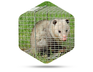 Frequently Asked Questions About Opossums And Animal Control In Columbus OH