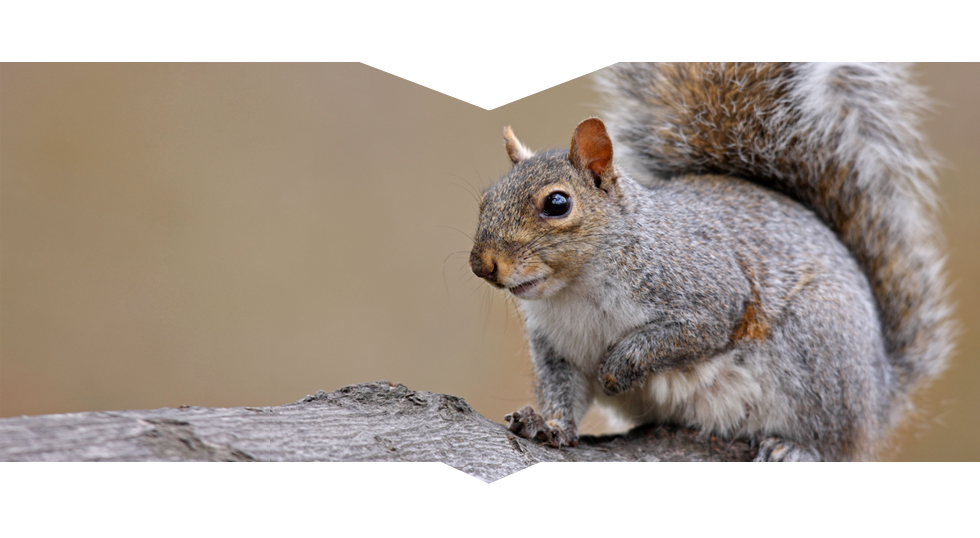 Squirrels in the Attic? Professional Squirrel Removal in Westerville, OH Will Evict Them