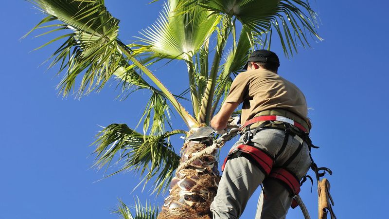 Using Regular Stump Grinding In Fort Myers, FL To Get A Hard Job Done