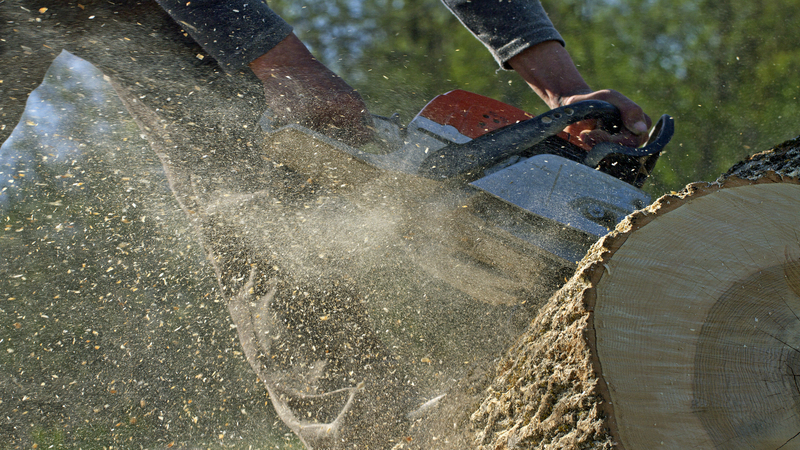 Stump Grinding Services in Boston: The Perfect Complement to Tree Removal