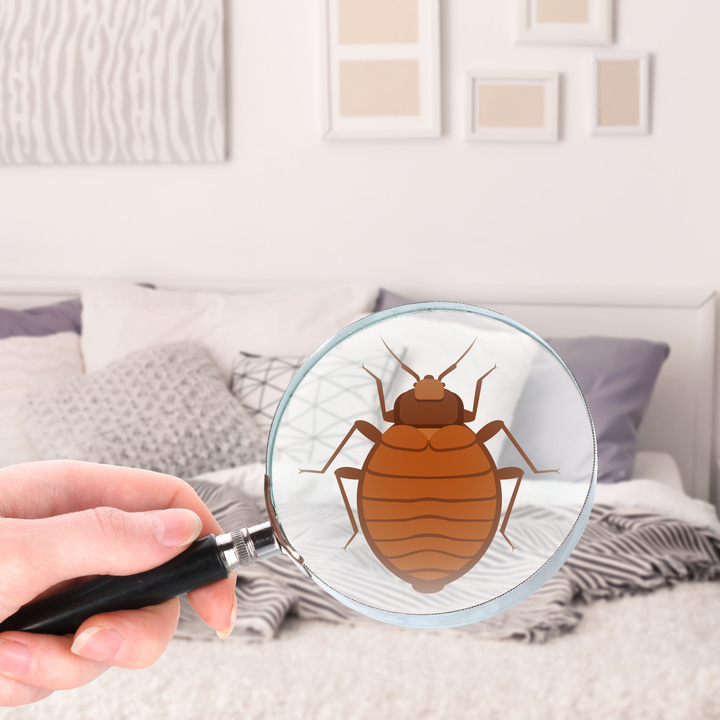 Why it is Important to Contact a Professional for Infestations of Bed Bugs in Jackson NJ