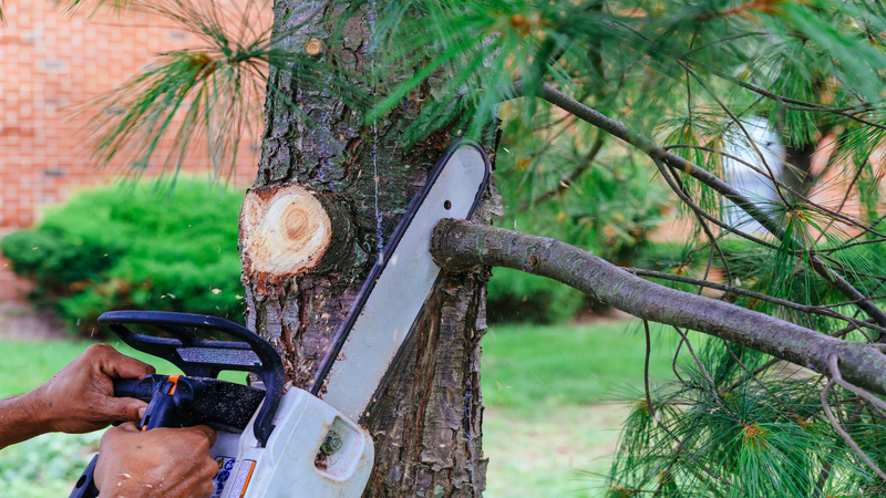 Professional Tree Trimming Services in the Bonita Springs, Florida Area