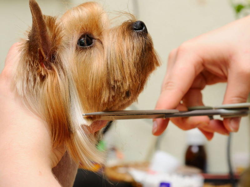 Suggestions for Choosing a Dog Grooming Omaha NE Service