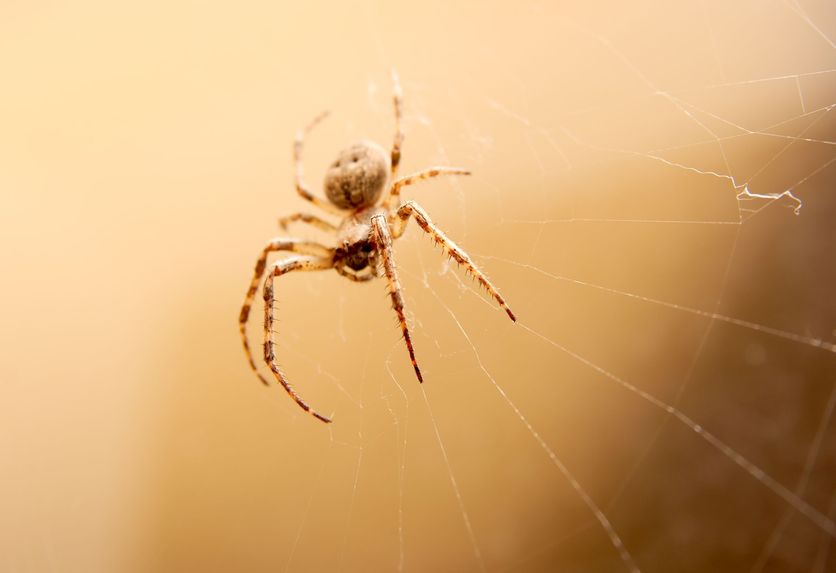 How to Get Spiders Out of Your Home in Ankeny IA