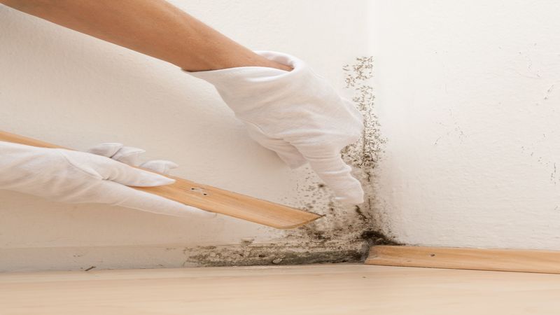 Avoid Long-Term Damage With a Mold Inspection in Oklahoma City, OK