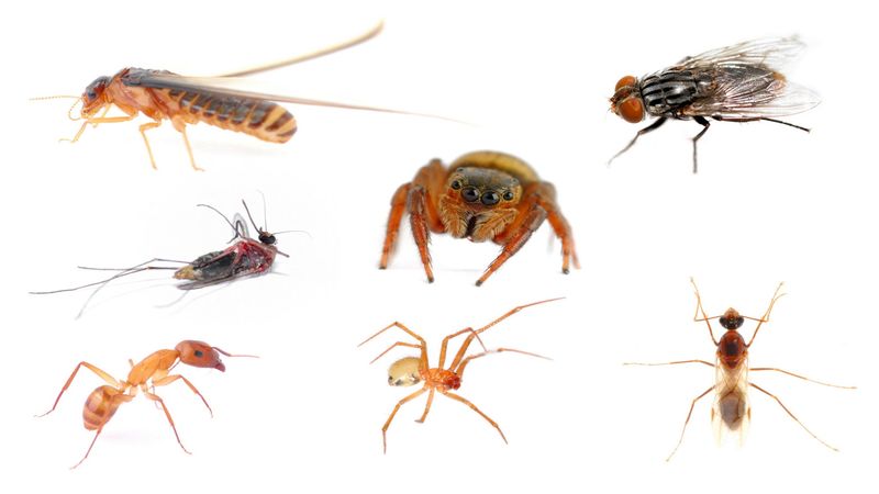 Get Rid of Pests in Colombia, TN, With a Professional