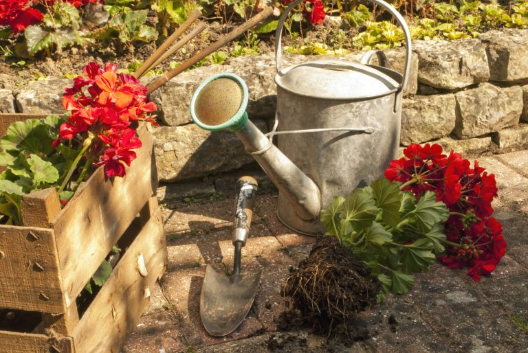 Why Choose Blooming Bougainvillea Trees in Florida?