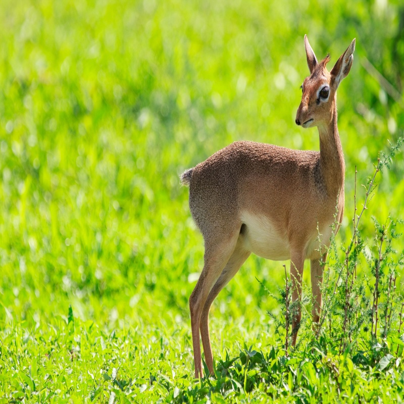 How to Stop Damage to Property with Deer Repellent Spray in Long Island