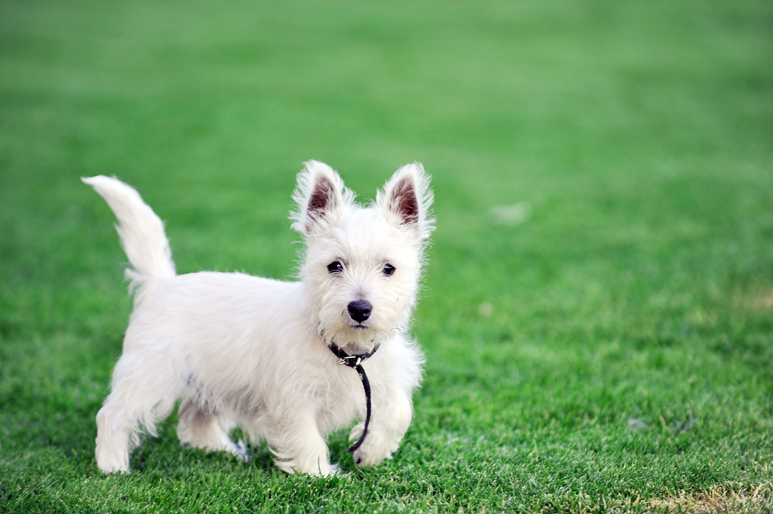 The Benefits of Using a Dog Daycare Center in Denver