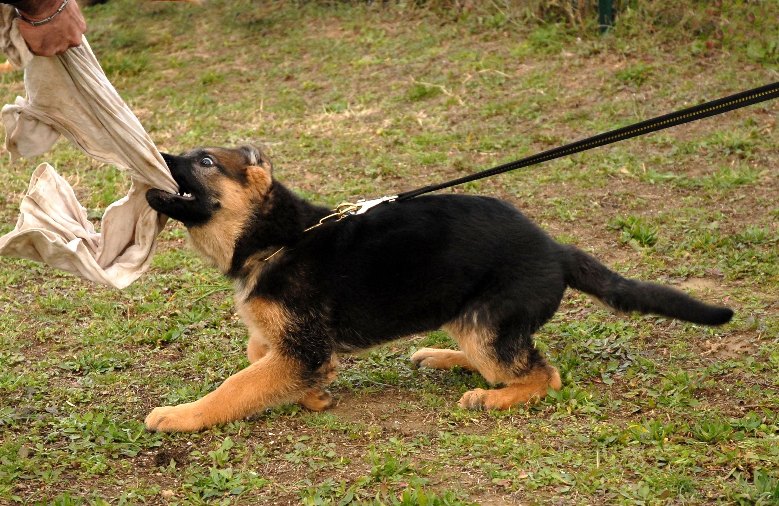 Three Canine Behavior Problems That Can Be Remedied By A Professional Dog Trainer In Murrieta CA